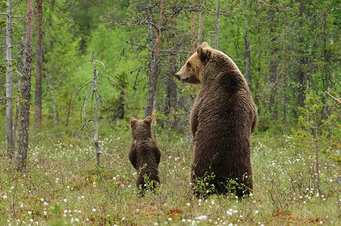 56 Un-Bear-Ably Cute Momma Bears Teaching Their Teddy Bears How To Bear