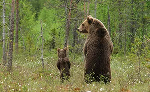 56 Un-Bear-Ably Cute Momma Bears Teaching Their Teddy Bears How To Bear