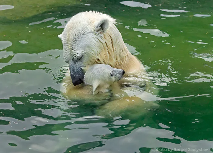 56 Un-Bear-Ably Cute Momma Bears Teaching Their Teddy Bears How To Bear