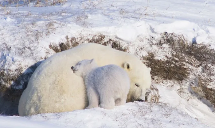 56 Un-Bear-Ably Cute Momma Bears Teaching Their Teddy Bears How To Bear