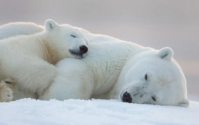 56 Un-Bear-Ably Cute Momma Bears Teaching Their Teddy Bears How To Bear