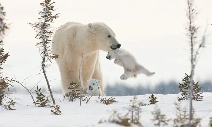 56 Un-Bear-Ably Cute Momma Bears Teaching Their Teddy Bears How To Bear