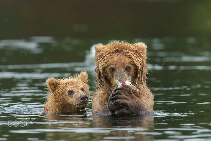 56 Un-Bear-Ably Cute Momma Bears Teaching Their Teddy Bears How To Bear