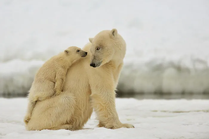 56 Un-Bear-Ably Cute Momma Bears Teaching Their Teddy Bears How To Bear