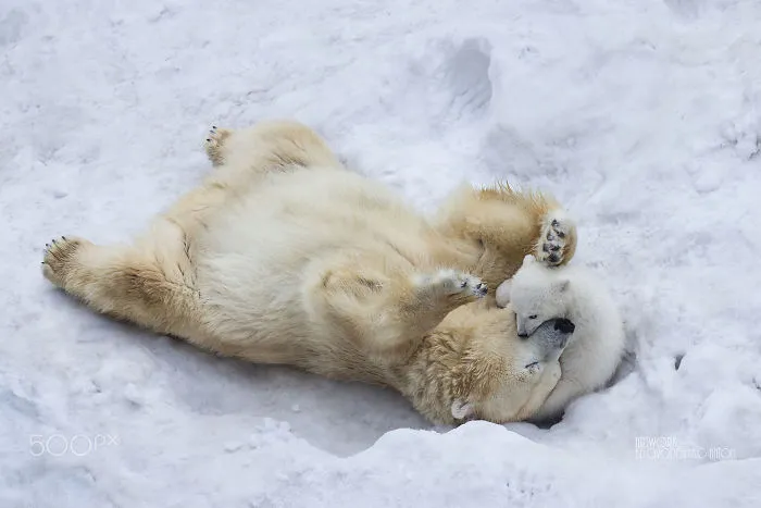 56 Un-Bear-Ably Cute Momma Bears Teaching Their Teddy Bears How To Bear