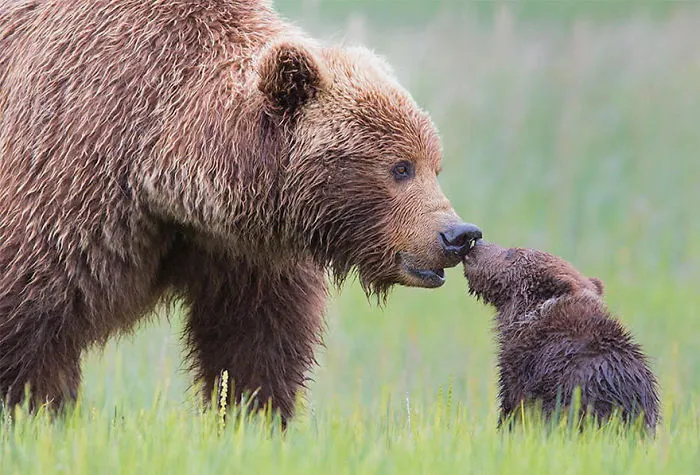 56 Un-Bear-Ably Cute Momma Bears Teaching Their Teddy Bears How To Bear