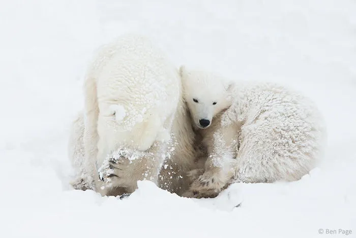 56 Un-Bear-Ably Cute Momma Bears Teaching Their Teddy Bears How To Bear