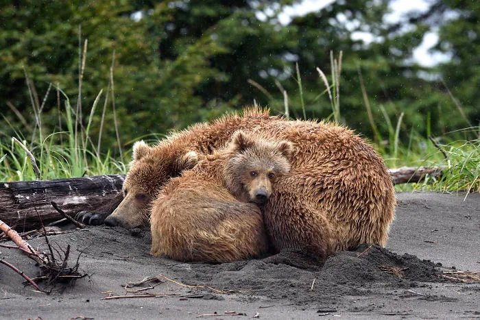 56 Un-Bear-Ably Cute Momma Bears Teaching Their Teddy Bears How To Bear