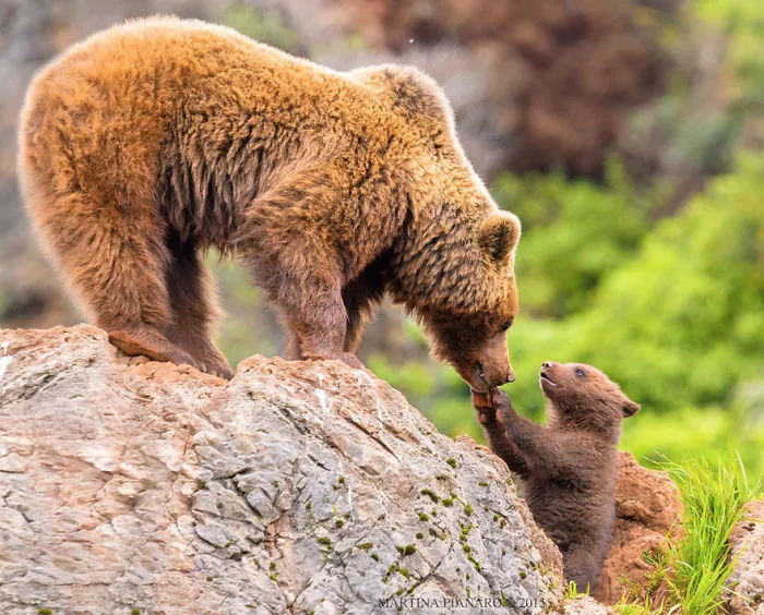 56 Un-Bear-Ably Cute Momma Bears Teaching Their Teddy Bears How To Bear