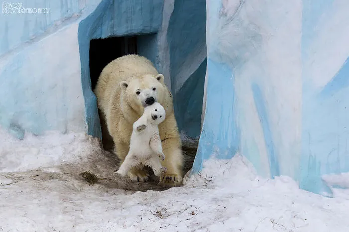 56 Un-Bear-Ably Cute Momma Bears Teaching Their Teddy Bears How To Bear