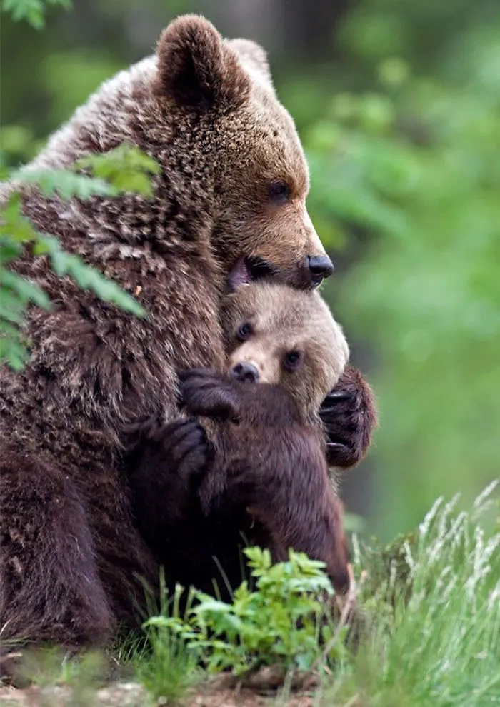 56 Un-Bear-Ably Cute Momma Bears Teaching Their Teddy Bears How To Bear