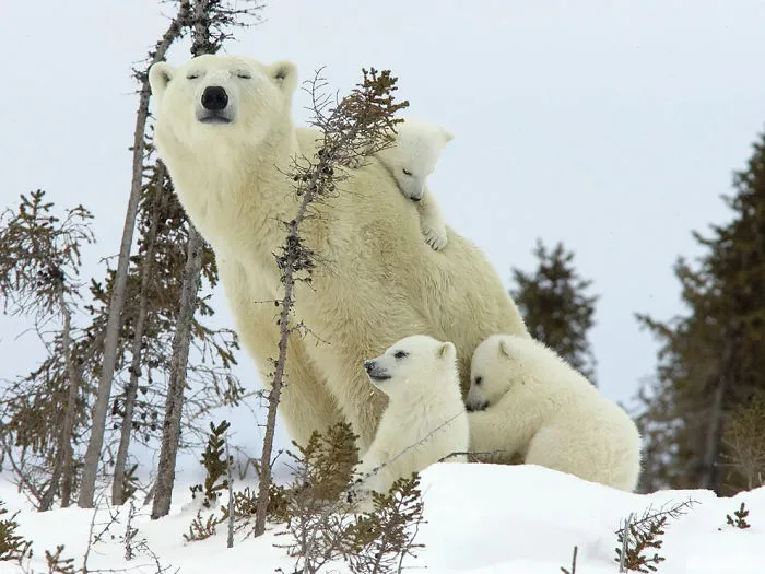 56 Un-Bear-Ably Cute Momma Bears Teaching Their Teddy Bears How To Bear