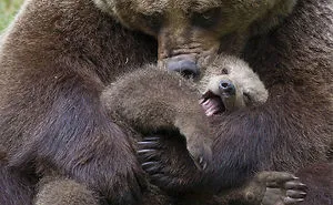 56 Un-Bear-Ably Cute Momma Bears Teaching Their Teddy Bears How To Bear