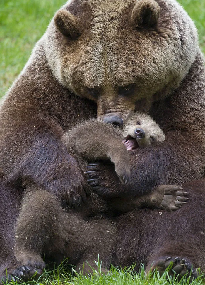 56 Un-Bear-Ably Cute Momma Bears Teaching Their Teddy Bears How To Bear