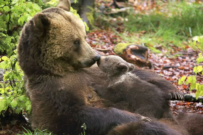56 Un-Bear-Ably Cute Momma Bears Teaching Their Teddy Bears How To Bear