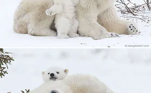 56 Un-Bear-Ably Cute Momma Bears Teaching Their Teddy Bears How To Bear
