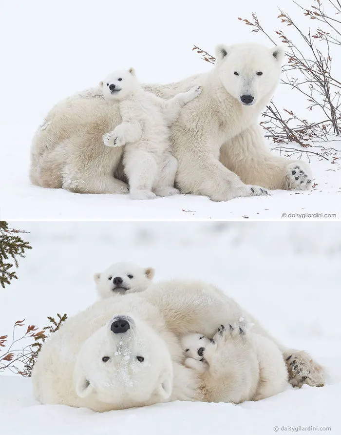 56 Un-Bear-Ably Cute Momma Bears Teaching Their Teddy Bears How To Bear