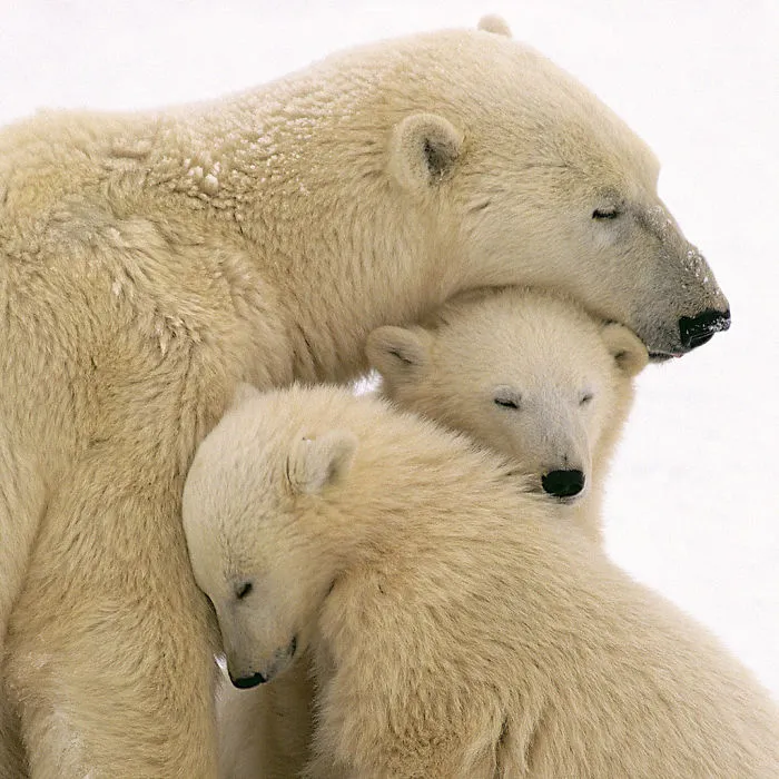 56 Un-Bear-Ably Cute Momma Bears Teaching Their Teddy Bears How To Bear