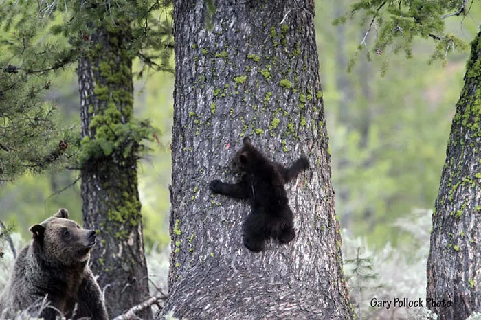 56 Un-Bear-Ably Cute Momma Bears Teaching Their Teddy Bears How To Bear