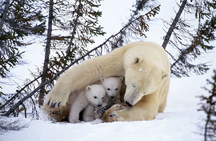 56 Un-Bear-Ably Cute Momma Bears Teaching Their Teddy Bears How To Bear