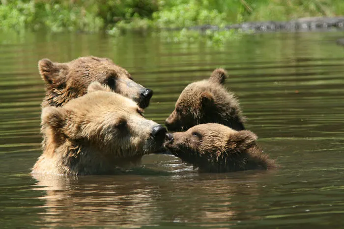 56 Un-Bear-Ably Cute Momma Bears Teaching Their Teddy Bears How To Bear