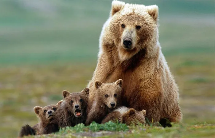 56 Un-Bear-Ably Cute Momma Bears Teaching Their Teddy Bears How To Bear
