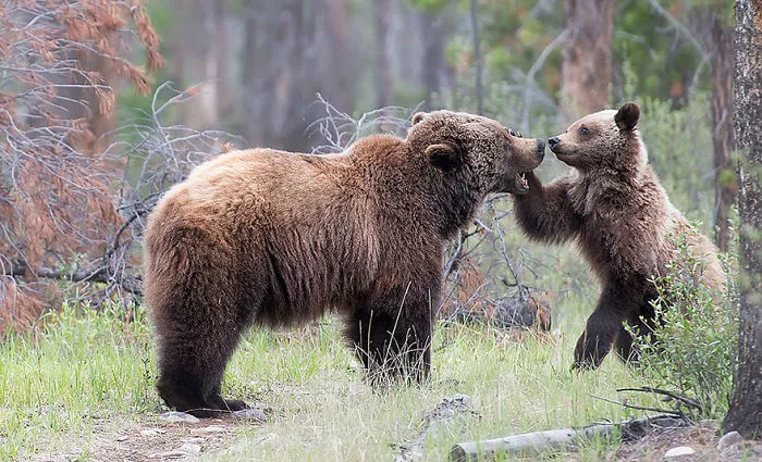 56 Un-Bear-Ably Cute Momma Bears Teaching Their Teddy Bears How To Bear