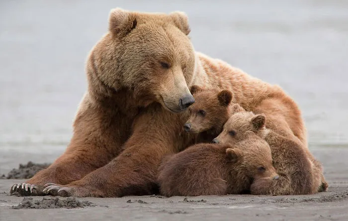 56 Un-Bear-Ably Cute Momma Bears Teaching Their Teddy Bears How To Bear