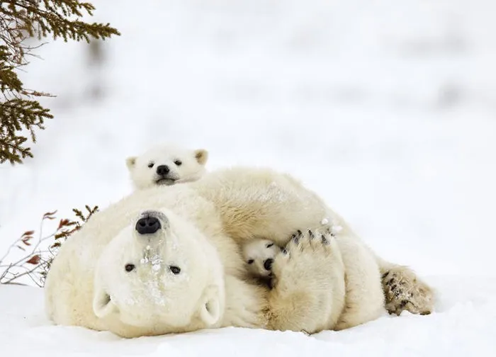 56 Un-Bear-Ably Cute Momma Bears Teaching Their Teddy Bears How To Bear