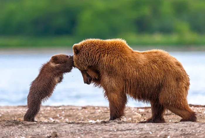 56 Un-Bear-Ably Cute Momma Bears Teaching Their Teddy Bears How To Bear