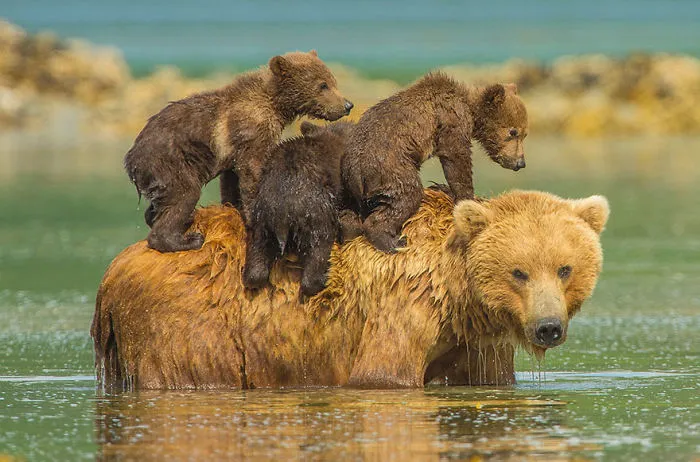 56 Un-Bear-Ably Cute Momma Bears Teaching Their Teddy Bears How To Bear
