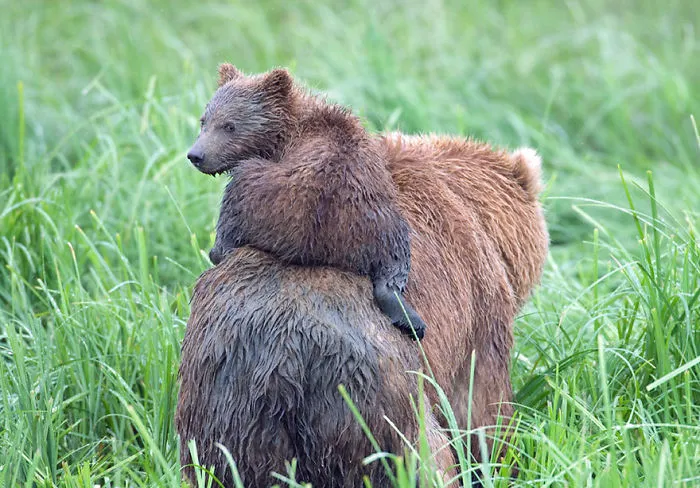 56 Un-Bear-Ably Cute Momma Bears Teaching Their Teddy Bears How To Bear