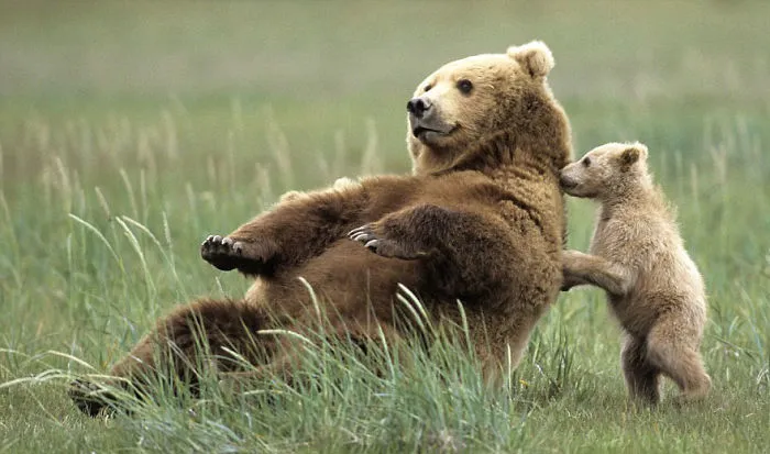 56 Un-Bear-Ably Cute Momma Bears Teaching Their Teddy Bears How To Bear