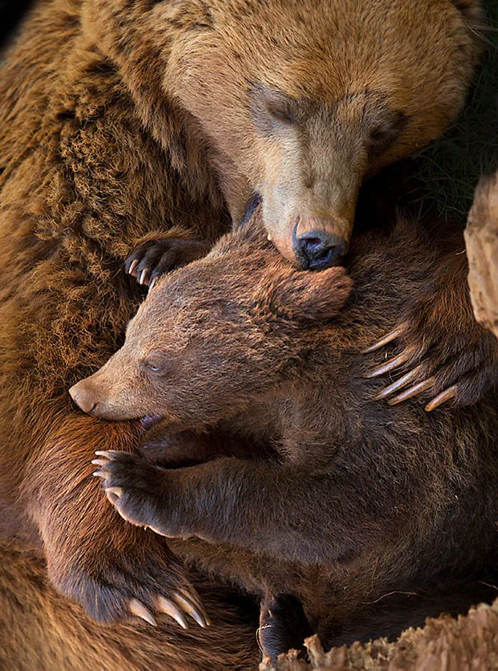 56 Un-Bear-Ably Cute Momma Bears Teaching Their Teddy Bears How To Bear