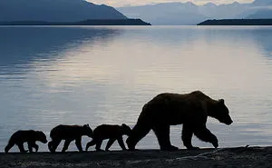 56 Un-Bear-Ably Cute Momma Bears Teaching Their Teddy Bears How To Bear
