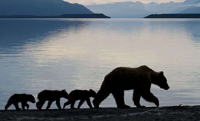 56 Un-Bear-Ably Cute Momma Bears Teaching Their Teddy Bears How To Bear