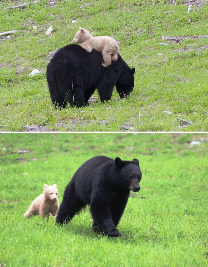 56 Un-Bear-Ably Cute Momma Bears Teaching Their Teddy Bears How To Bear