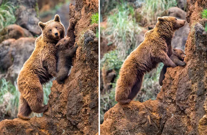 56 Un-Bear-Ably Cute Momma Bears Teaching Their Teddy Bears How To Bear