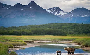 56 Un-Bear-Ably Cute Momma Bears Teaching Their Teddy Bears How To Bear