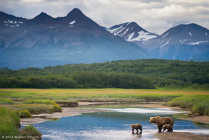 Bear Family