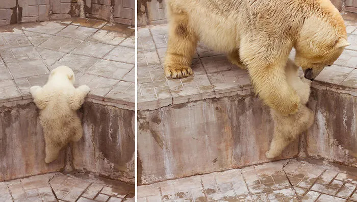 56 Un-Bear-Ably Cute Momma Bears Teaching Their Teddy Bears How To Bear