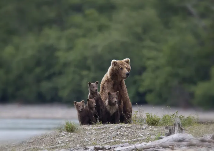 56 Un-Bear-Ably Cute Momma Bears Teaching Their Teddy Bears How To Bear