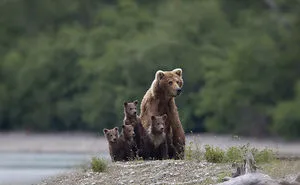 56 Un-Bear-Ably Cute Momma Bears Teaching Their Teddy Bears How To Bear