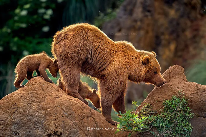 56 Un-Bear-Ably Cute Momma Bears Teaching Their Teddy Bears How To Bear