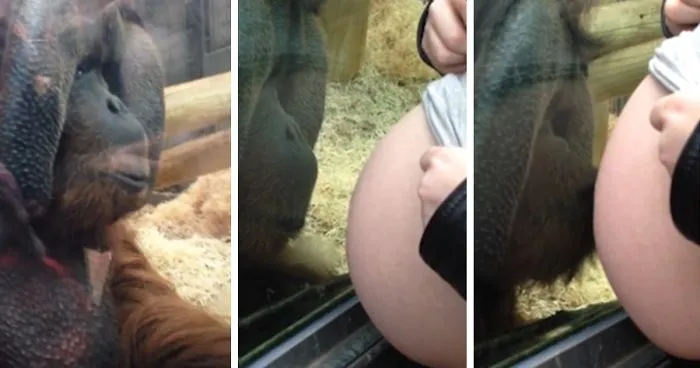 Orangutan Kisses Woman's Baby Bump, Sheds a Tear