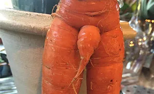 So My Mom Gave Us A Bunch Of Her Organically Grown Carrots