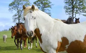 Check Out Some Of The Most Inspirational Animal Rescue Stories Ever