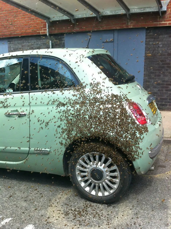On Second Thought, I Think I'll Walk