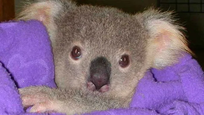 Saved Baby Koala After Mother's Death