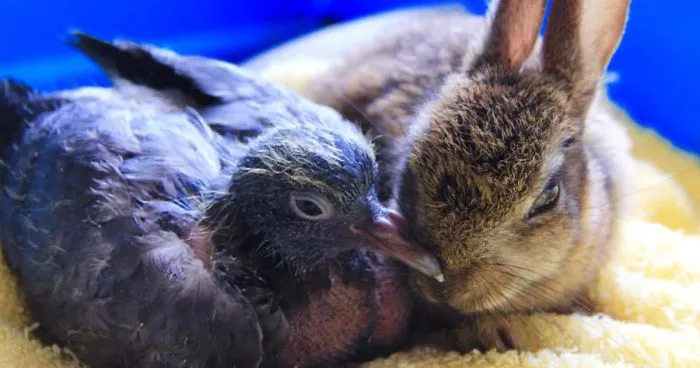 This Baby Pigeon And Bunny Tore Up A Small Wall So They Could Be Together